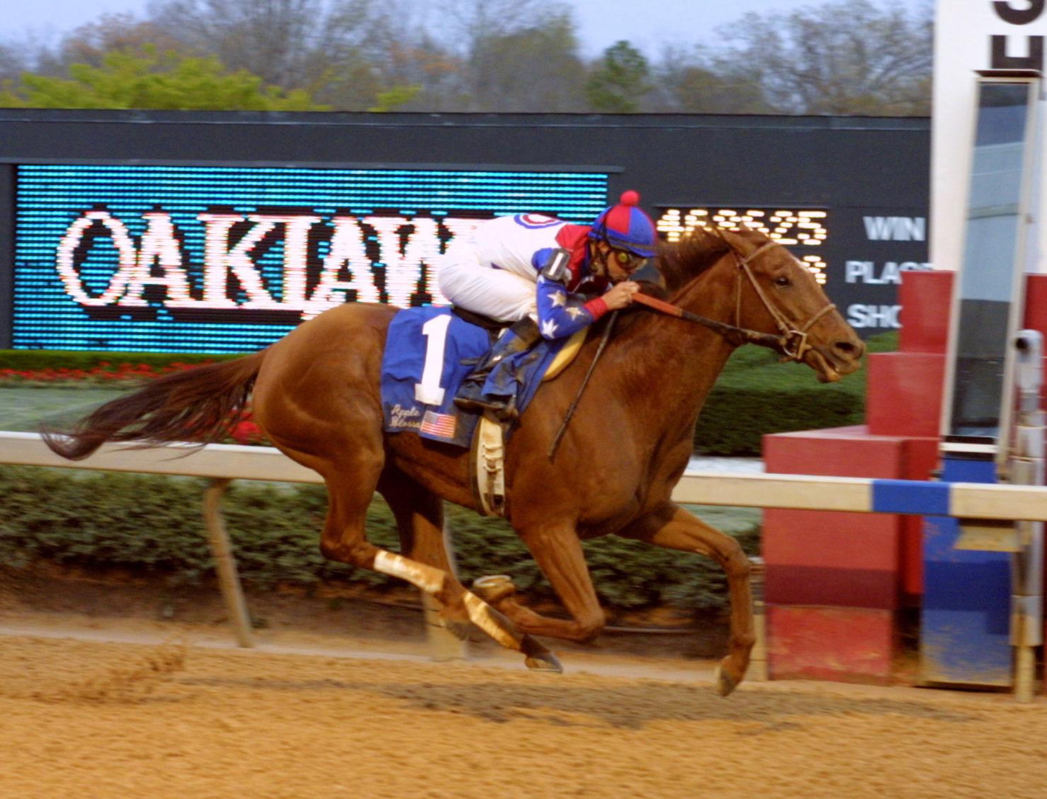 Azeri wins the 2002 Apple Blossom en route to a Horse of the Year title. (Jim Linscott photo/BloodHorse) Azeri wins the 2002 Apple Blossom en route to a Horse of the Year title.