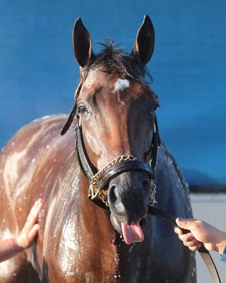 Catching Freedom, Kentucky Derby, Churchill Downs
