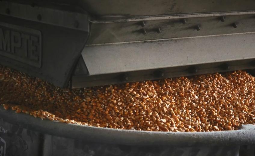 Corn is the primary grain used in bourbon recipes.