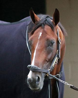 Dornoch, Kentucky Derby, Churchill Downs