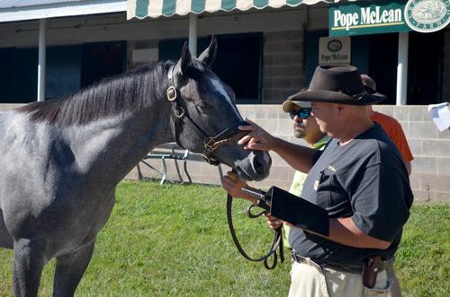 Thomas inspects a yearling Thoroughbred.
