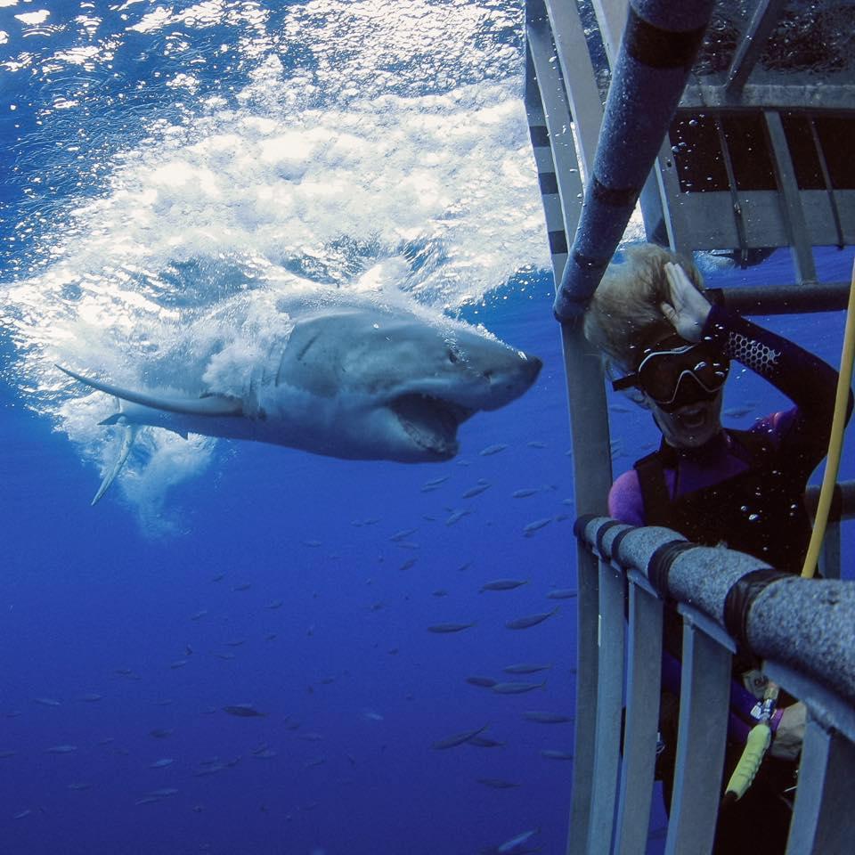 Lipkin with a great white shark.
