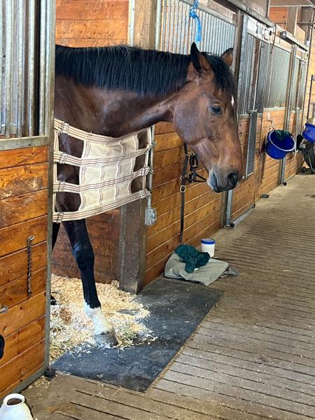 Mr Nobility, Lauren Millet-Simpson, Thoroughbred Makeover