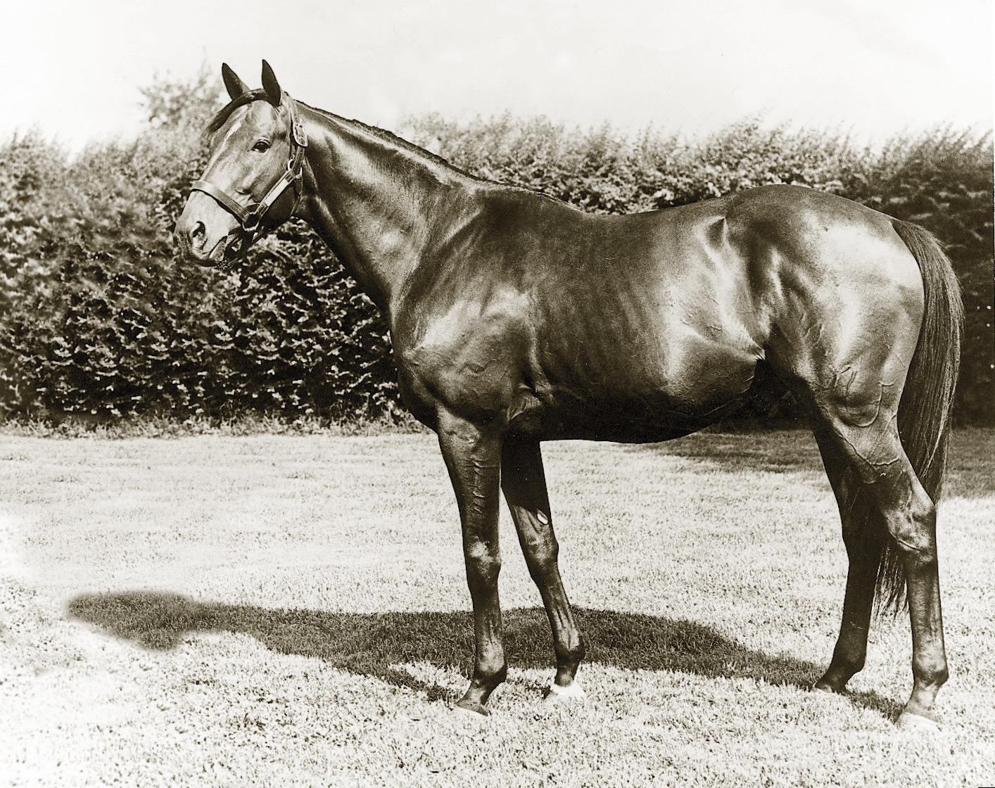 Nashua as a stallion.