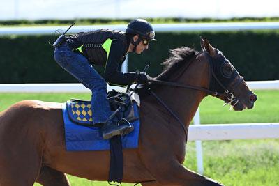 National Treasure Preakness Belmont Stakes