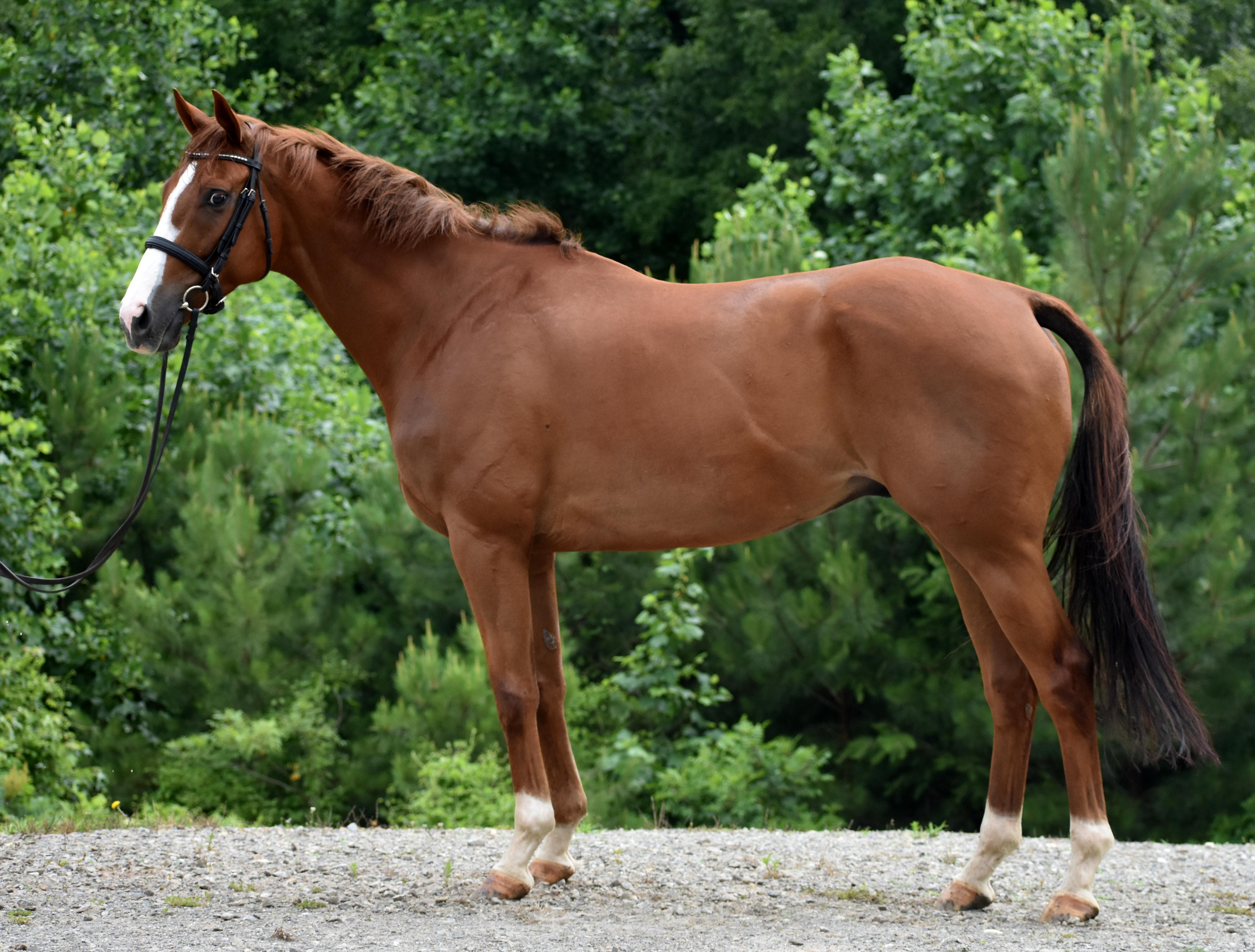 Sharp Johnny in June 2018