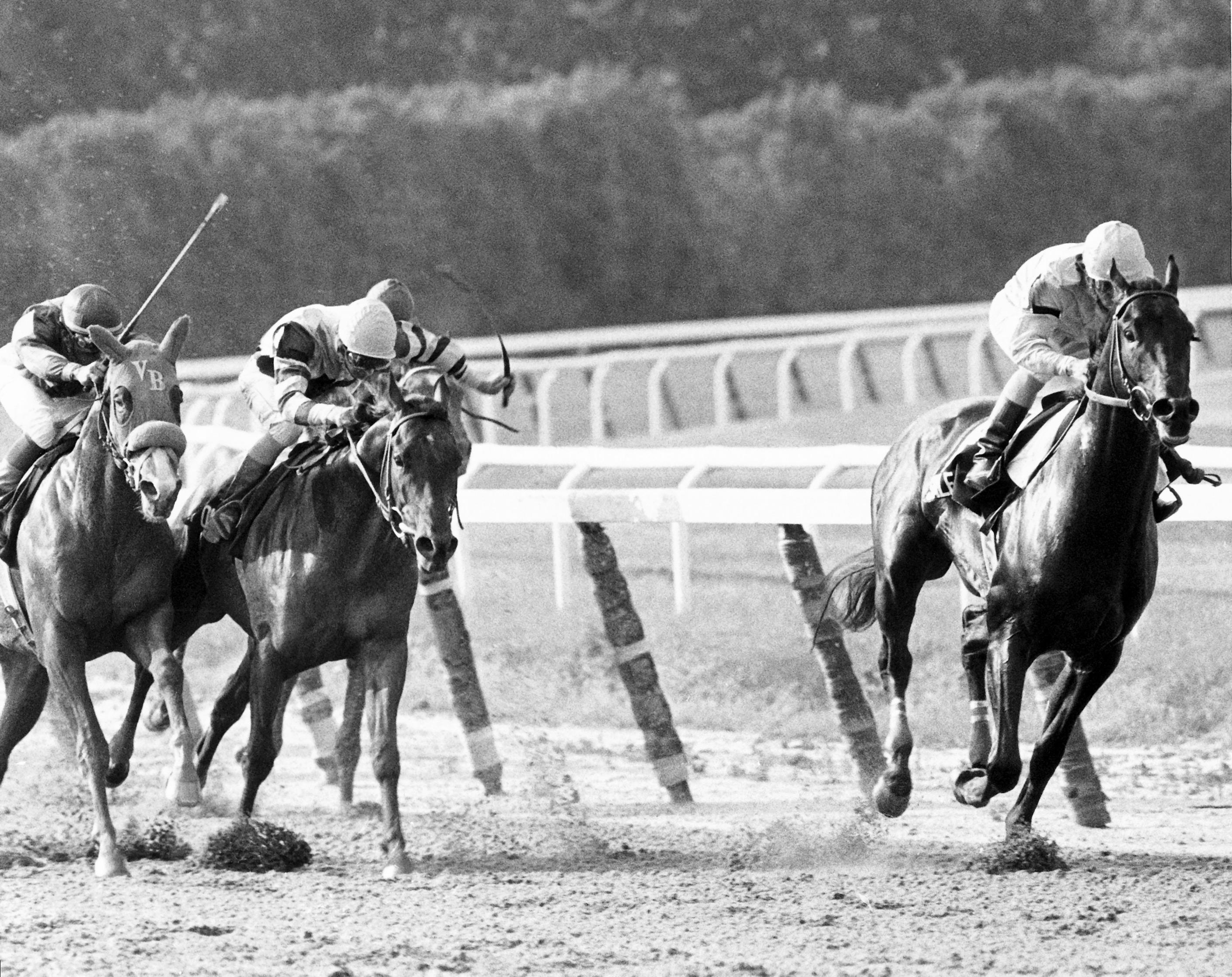 Swale wins the Belmont Stakes.