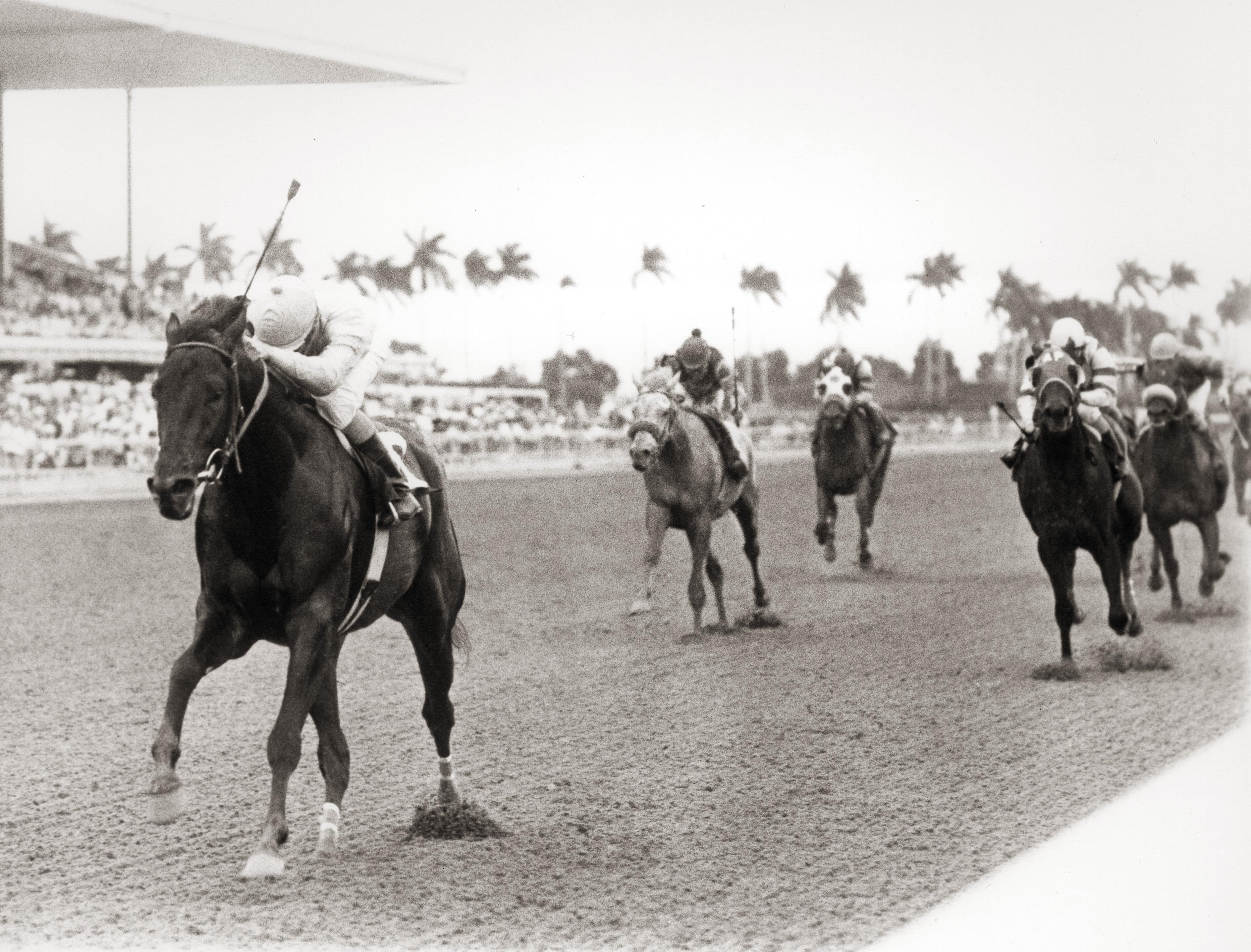 Swale wins the Hutcheson Stakes.