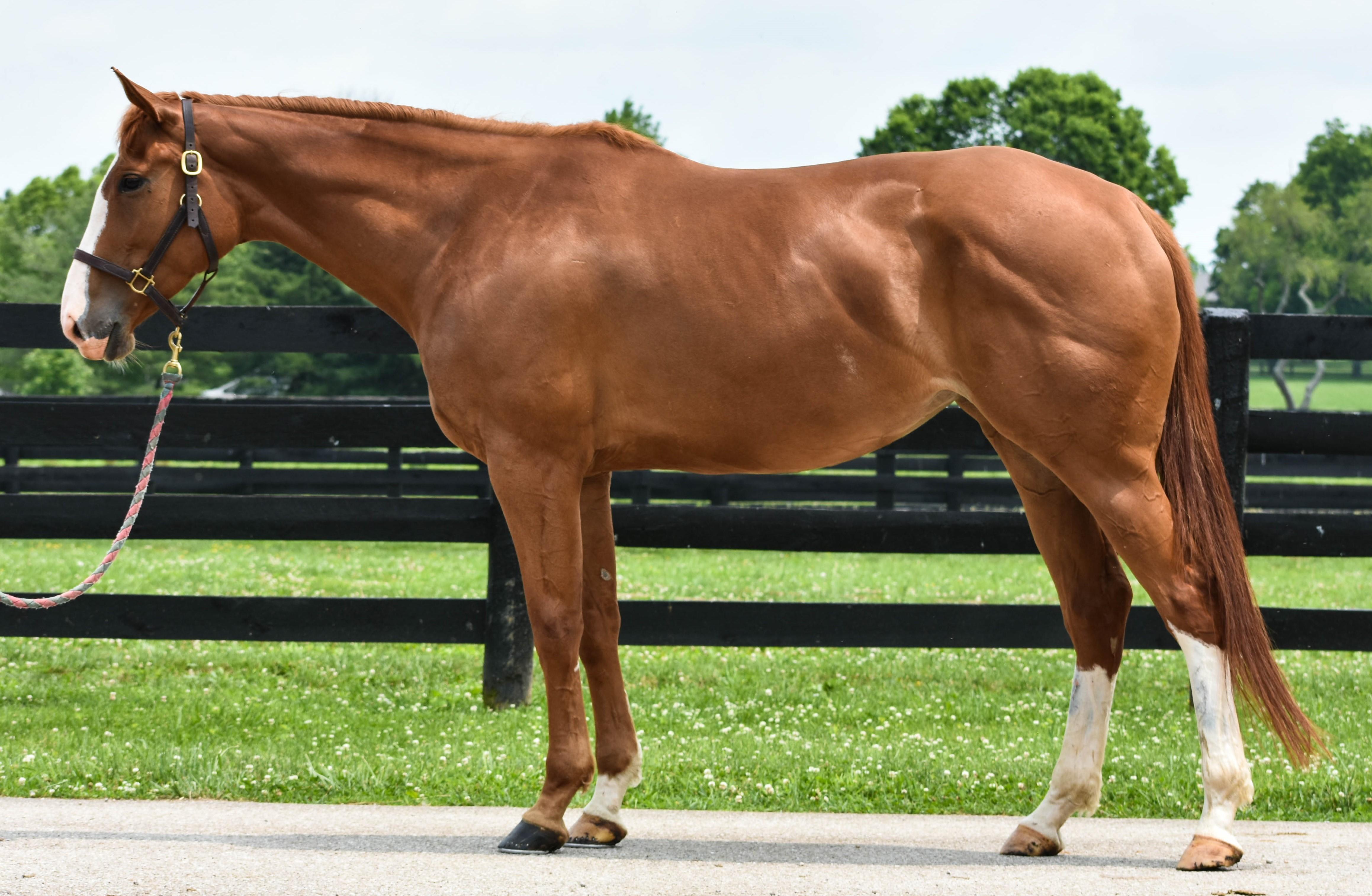 Thalia's latest conformation shot