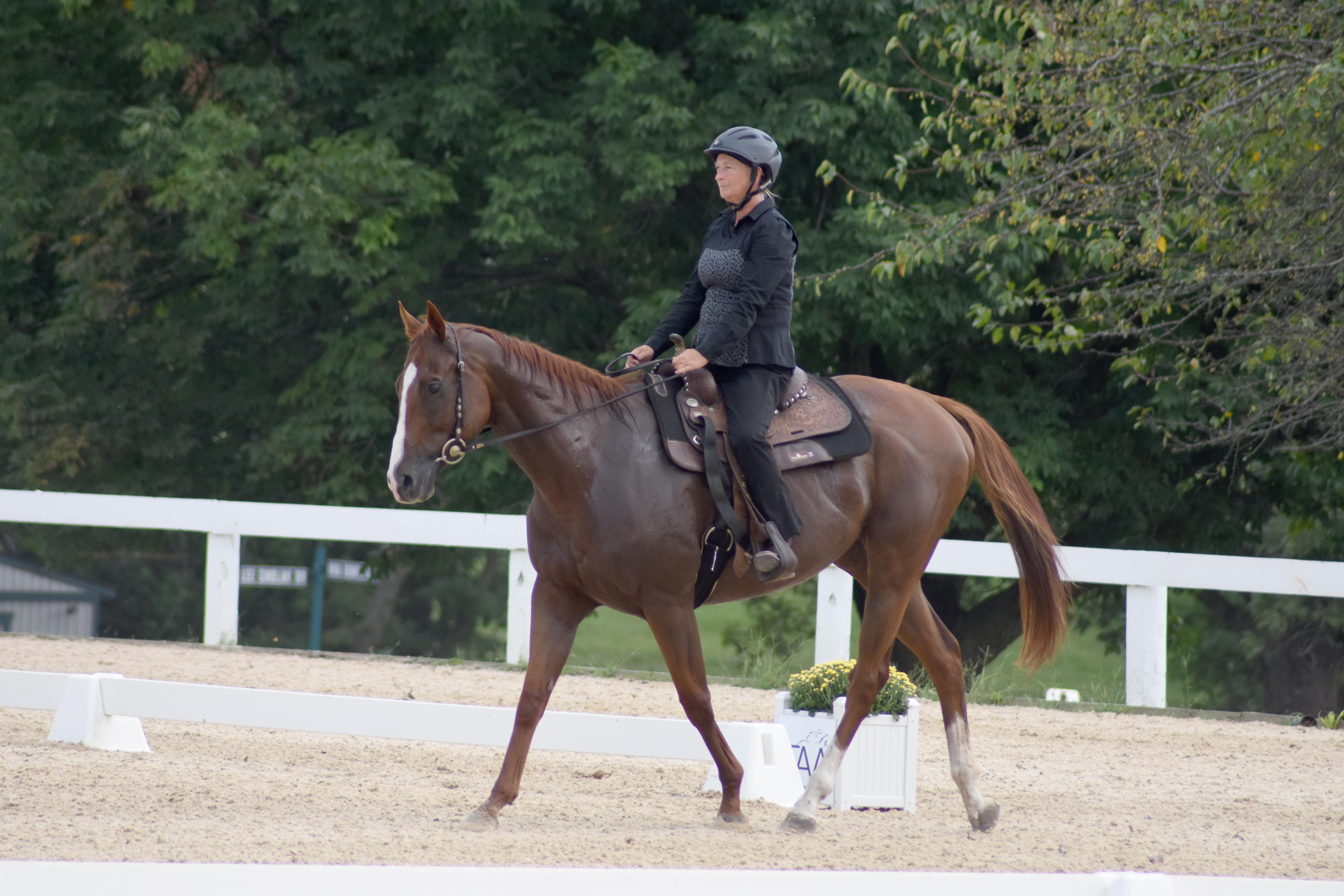 Thoroughbreds are suitable for many disciplines.