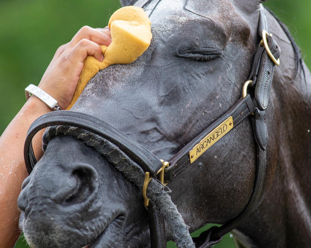 Arcangelo, Breeders' Cup Classic, Eclipse Sportswire Arcangelo, Breeders' Cup Classic, Eclipse Sportswire