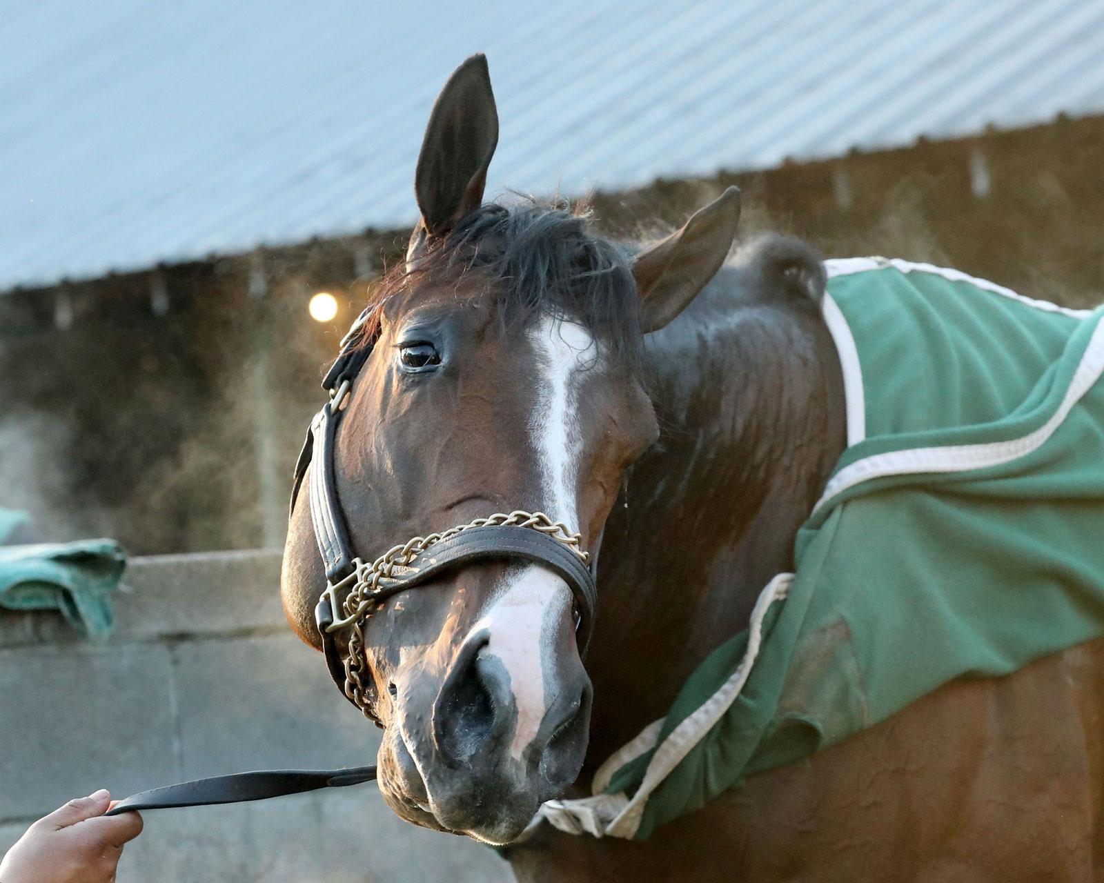 Just Steel, Kentucky Derby, Churchill Downs, Arkansas Derby