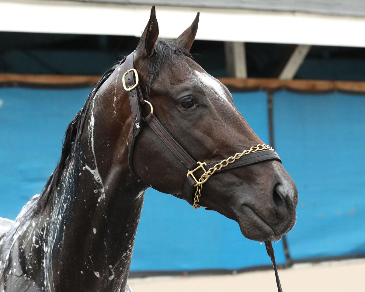 Just a Touch, Kentucky Derby, Churchill Downs, Blue Grass Stakes