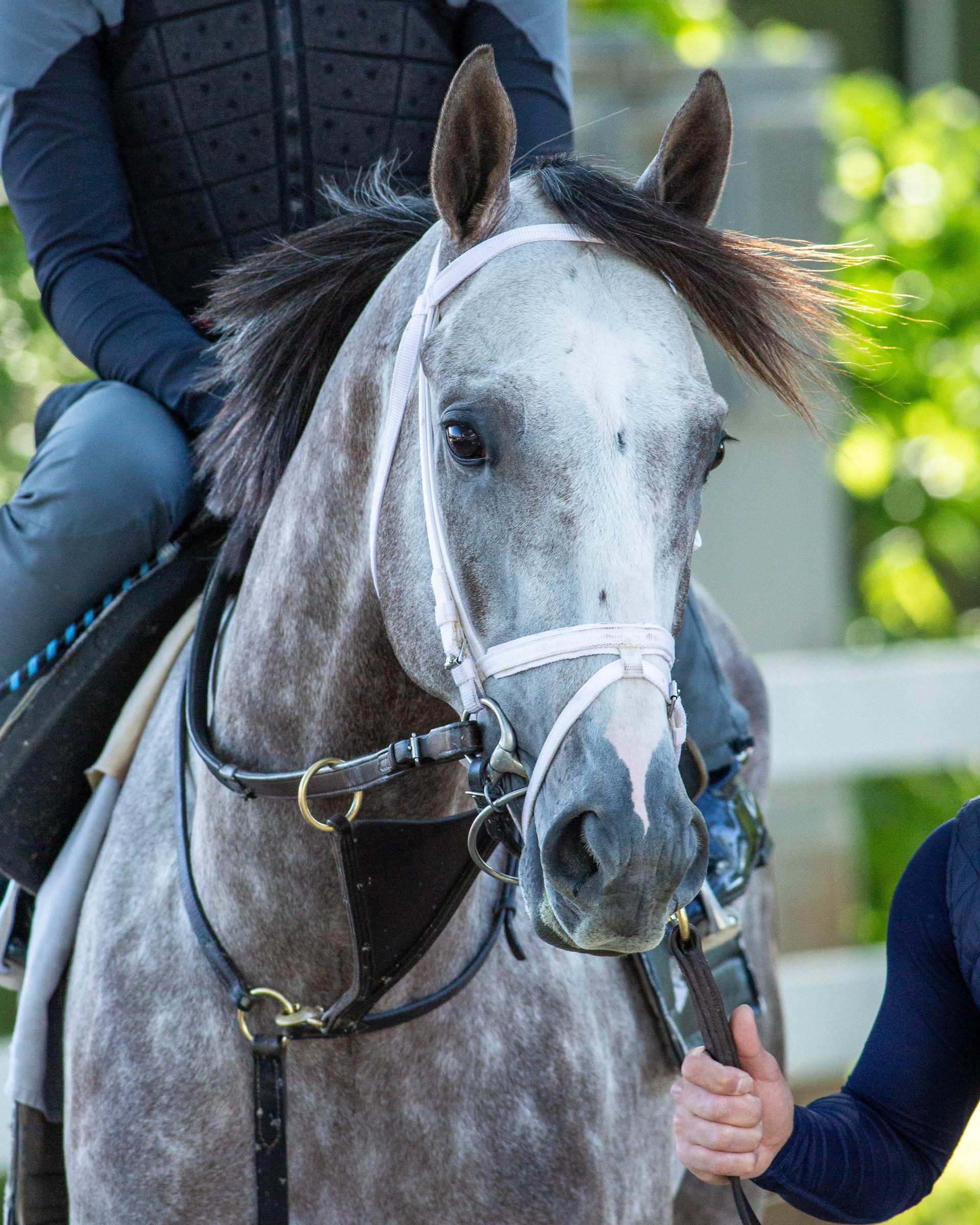 Tapit Trice Toyota Blue Grass Stakes 2023 Belmont Stakes Belmont Park Triple Crown 