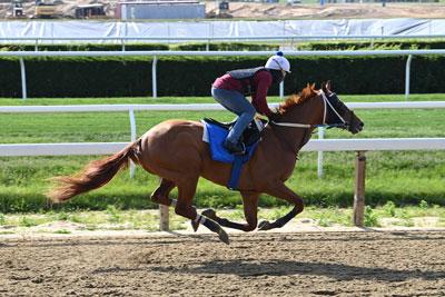 Red Route One Belmont Park