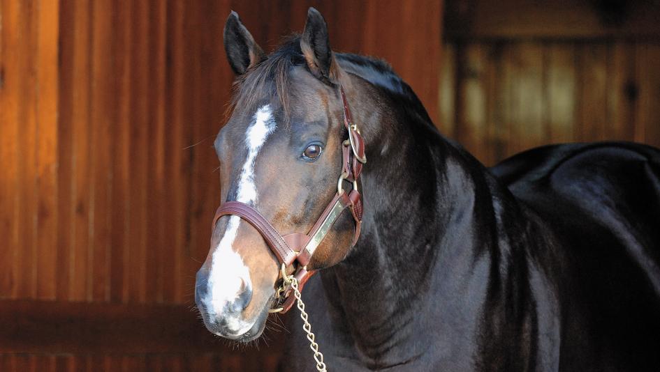 Champion racehorse and top sire A.P. Indy at Lane's End Farm in 2006.