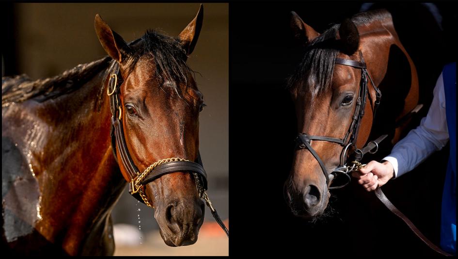 Breeders’ Cup Classic Del Mar City of Troy Fierceness Forever Young Ushba Tesoro Sierra Leone Newgate Highland Falls Tapit Trice Arthur’s Ride Derma Sotogake Next Mixto Pyrenees Senor Buscador Rattle N Roll 