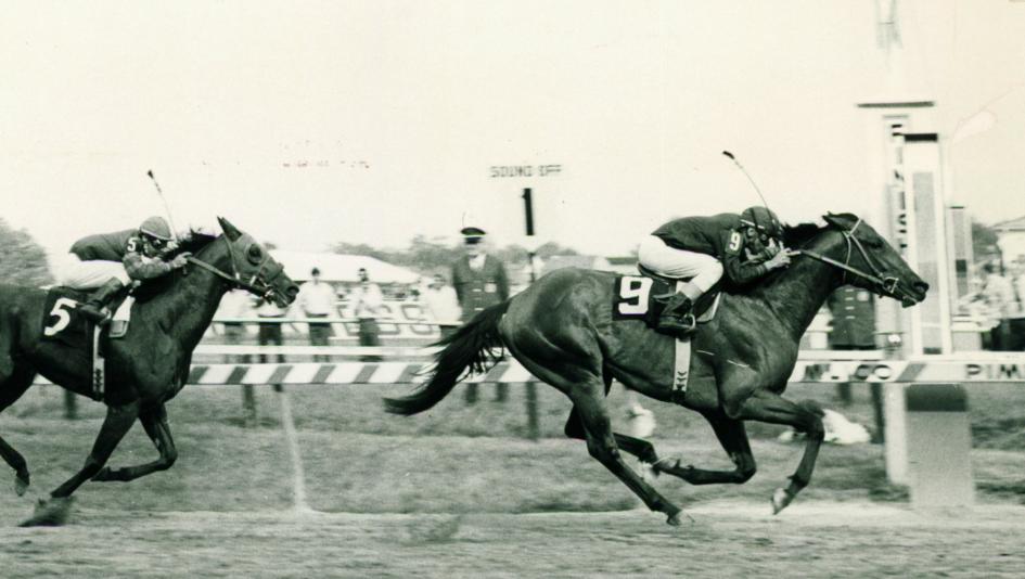 Venezuelan import Canonero, nicknamed the Caracas Cannonball, wins the 1971 Preakness Stakes.