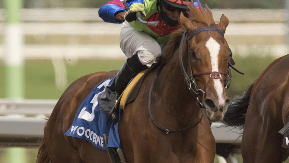 Curlins Voyage will attempt to win the Woodbine Oaks 