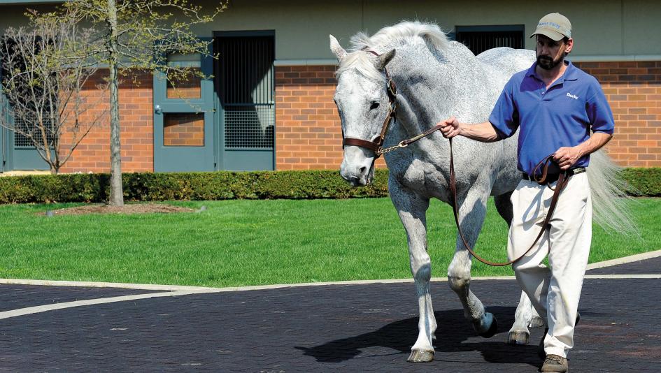 Holy Bull, Darley, Anne M. Eberhardt, BloodHorse
