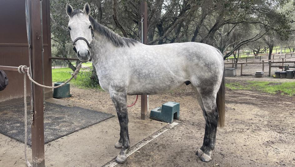 Marisa Isbell, Jonny Be Bueno, Thoroughbred Aftercare Alliance, Success Stories