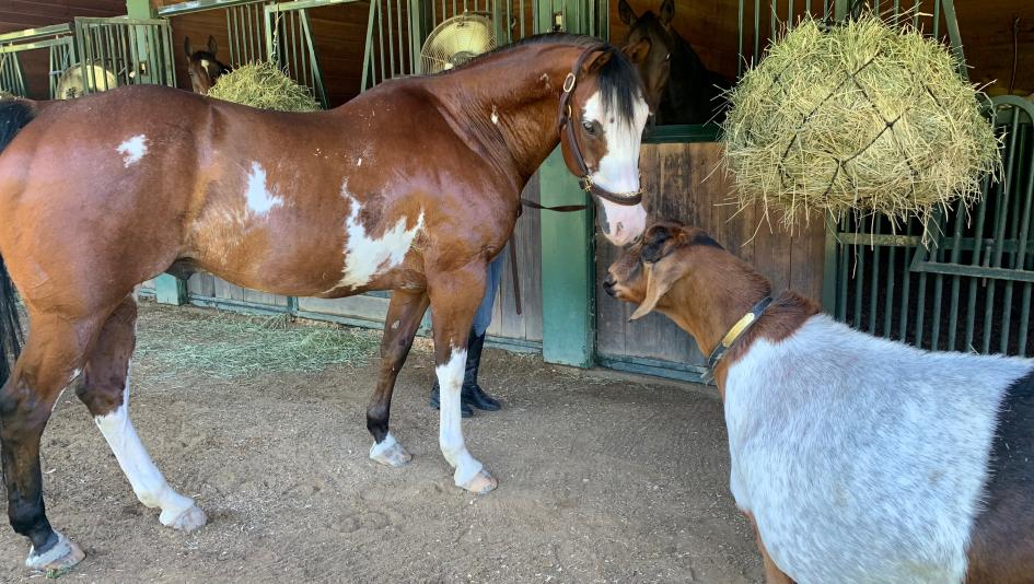 Gilbert the Goat: Atras Racing Stable’s Multitasking Mascot | America's ...