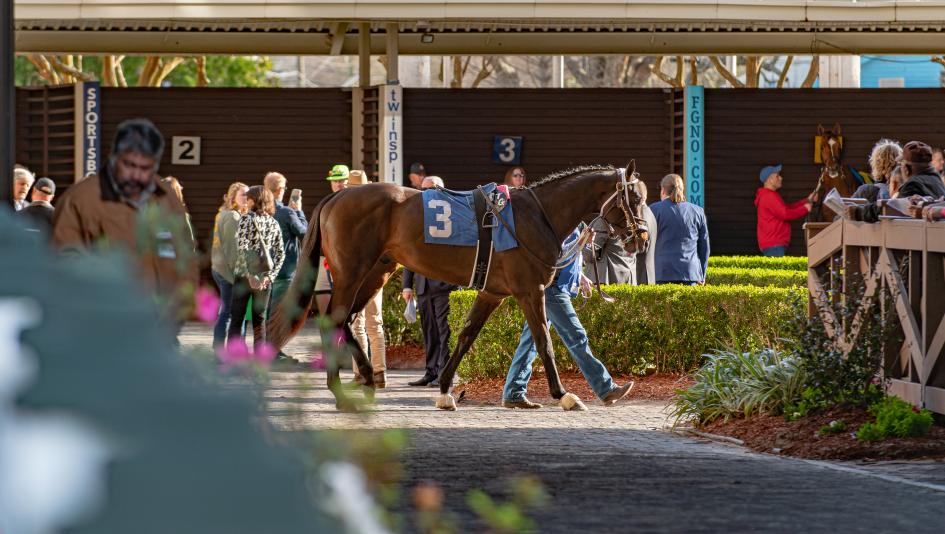 Fair Grounds, Eclipse Sportswire