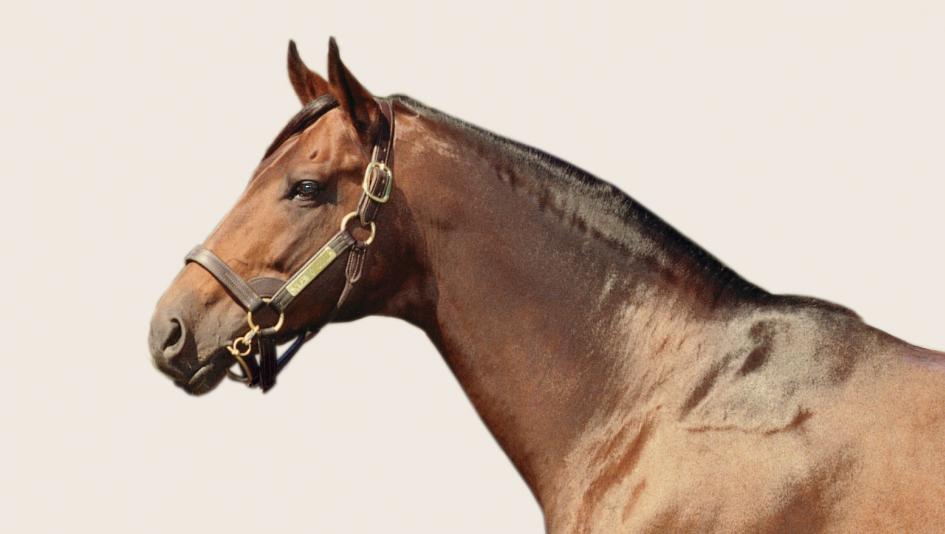 Two-time champion Slew o' Gold was one of the key horses in the inaugural Breeders' Cup Classic.