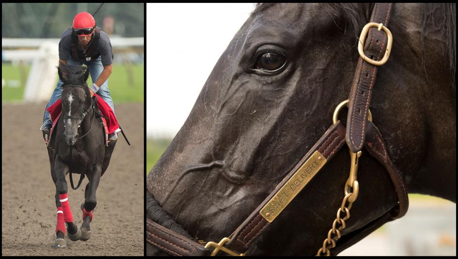 Super Bowl, Travis Kelce, Kansas City Chiefs, Team Valor International, Mark Casse, Woodbine, Taylor Swift