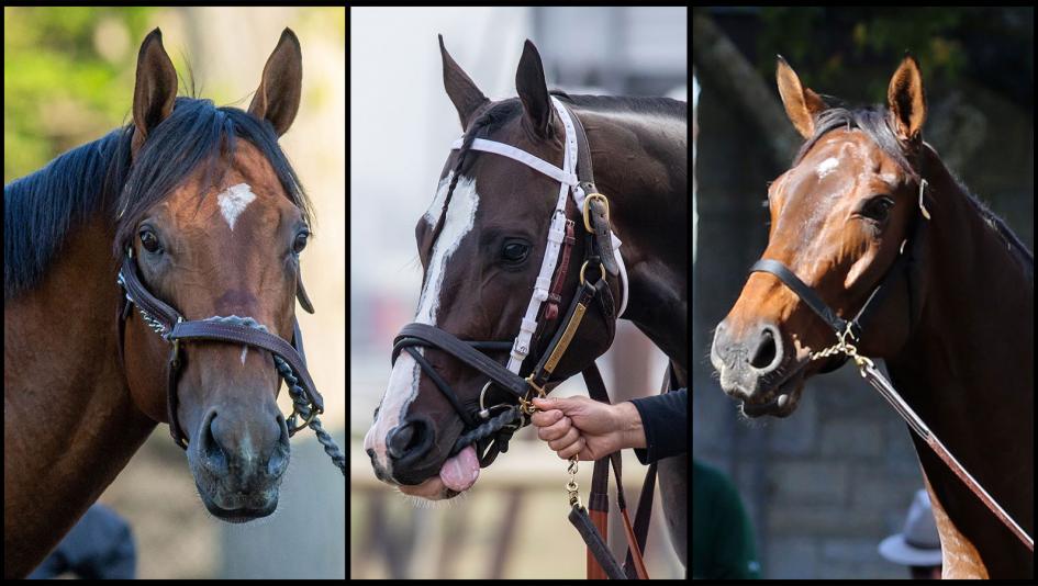 National Treasure, Hoist the Gold, Senor Buscador, 2024 Pegasus World Cup Invitational Stakes, Gulfstream Park, Eclipse Sportswire, Coady Photography