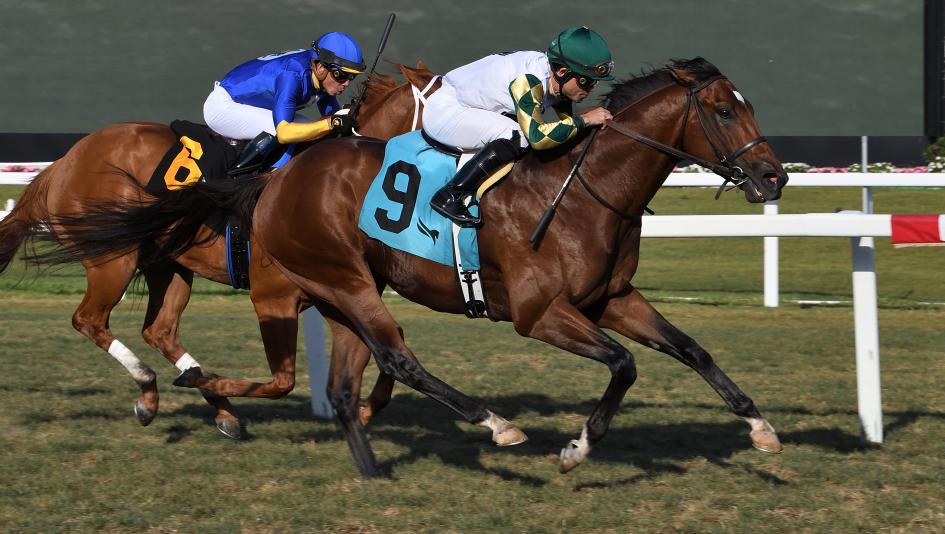 Jaipur Stakes Breeders’ Cup Turf Sprint Belmont Park Caravel Big Invasion Casa Creed Go Bears Go Mid Day Image Arrest Me Red Nothing Better horse racing sprinters turf gambling