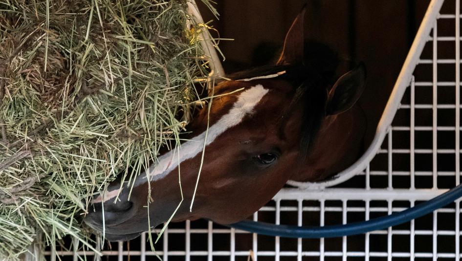 Mystik Dan, Kentucky Derby, Churchill Downs, Ken McPeek, Preakness, Brian Hernandez Jr., BloodHorse, Skip Dickstein