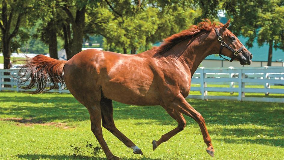 Funny Cide, Saratoga