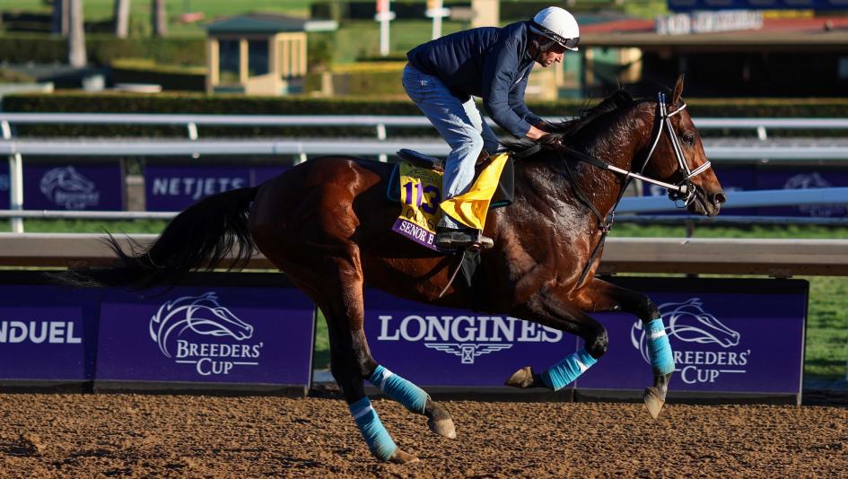Senor Buscador Pegasus World Cup Gulfstream Park Joey Peacock Cigar Mile Mineshaft Breeders’ Cup Springboard Mile horse racing breeding father Joe Peacock pedigree New Mexico Rose’s Desert