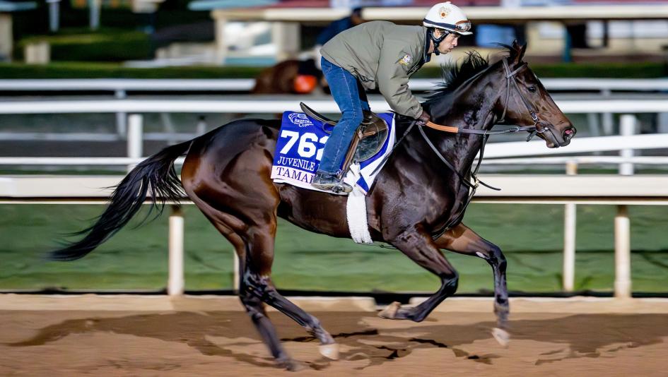 Breeders’ Cup Juvenile Fillies Santa Anita handicapping betting Tamara Mandella Beholder Just F Y I Esprit Enchante Life Talk trifecta box 