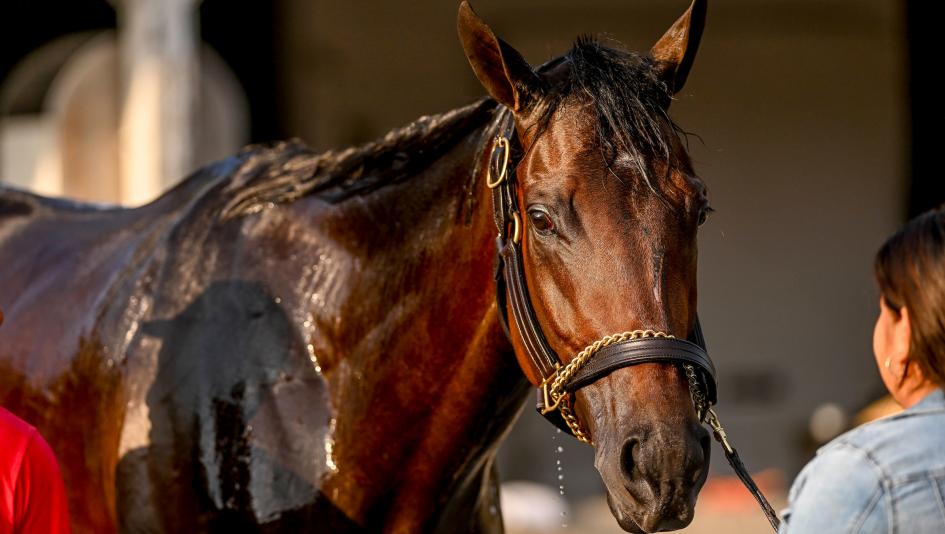 Fierceness, Kentucky Derby, Churchill Downs, Eclipse Sportswire