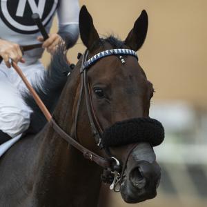 Bellabel (IRE)