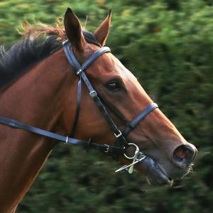 Bold Act (IRE)