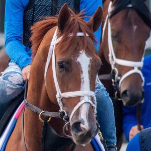 Tapit Shoes