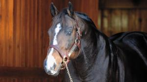 Champion racehorse and top sire A.P. Indy at Lane's End Farm in 2006.
