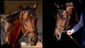 Breeders’ Cup Classic Del Mar City of Troy Fierceness Forever Young Ushba Tesoro Sierra Leone Newgate Highland Falls Tapit Trice Arthur’s Ride Derma Sotogake Next Mixto Pyrenees Senor Buscador Rattle N Roll 