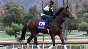 Thoroughbred Makeover Diary: Starting a New Journey with Stakes Winner Term of Art