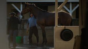 A Day in the Life of a Kentucky Derby Horse
