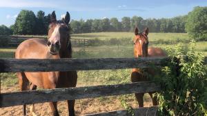 Thoroughbred Makeover Diary: Embracing the Unexpected