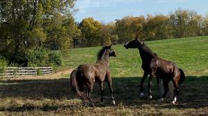 Thoroughbred Makeover Diary: Phantomof the Nile Has Breeders’ Cup Relatives