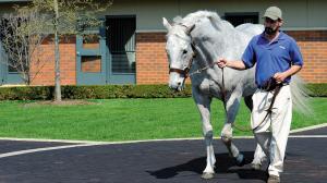 Holy Bull, Darley, Anne M. Eberhardt, BloodHorse