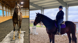 Thoroughbred Makeover Diary: Challenging Times, Ups and Downs With Term of Art