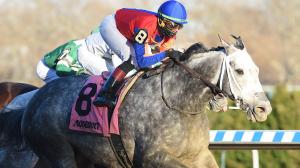 Life in Shambles wins the Fall Highweight Handicap at Aqueduct on Thanksgiving 2018.