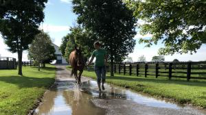 Thoroughbred Makeover Diary: Making Progress