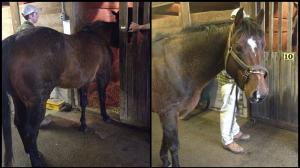 Claiborne Chronicles: Teaser Stallions, the Unsung Heroes